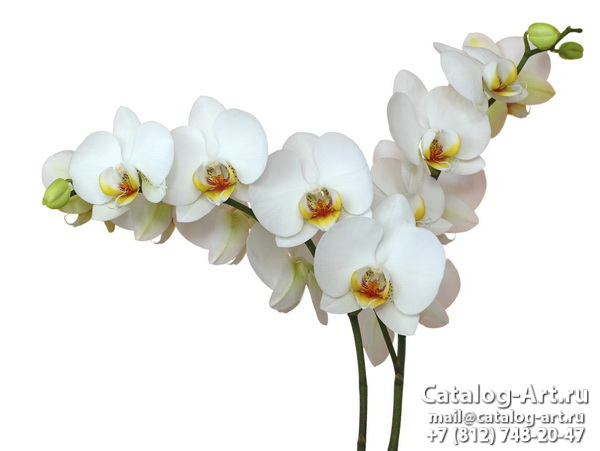 White orchids 6